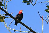 Red-capped Manakin